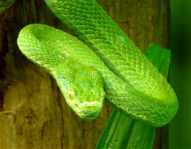 Side-striped palm-pitviper (Bothriechis lateralis)