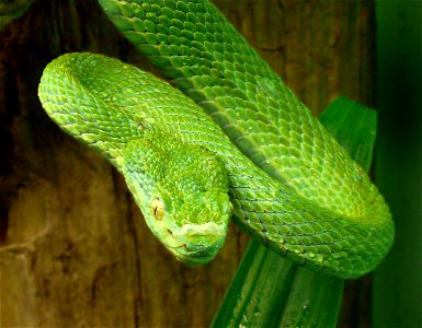 Side-striped palm-pitviper (Bothriechis lateralis)