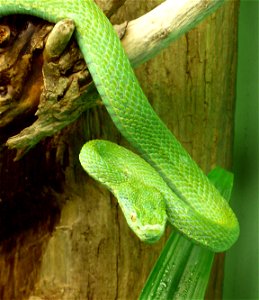 Side-striped palm-pitviper (Bothriechis lateralis)