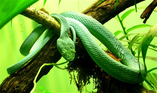 Side-striped palm-pitviper (Bothriechis lateralis)