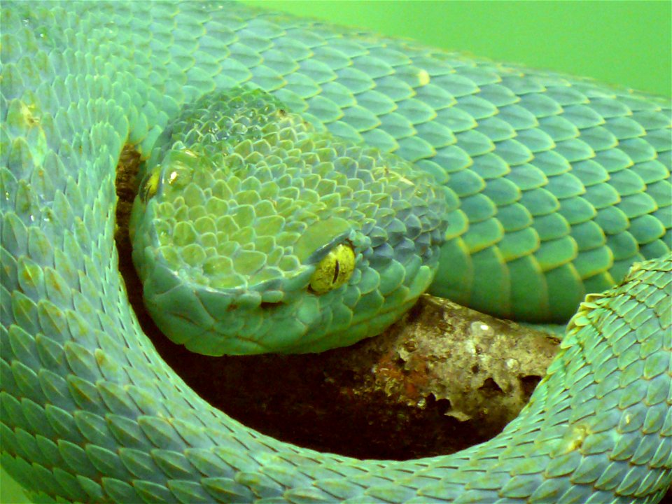 Side-striped palm-pitviper (Bothriechis lateralis)