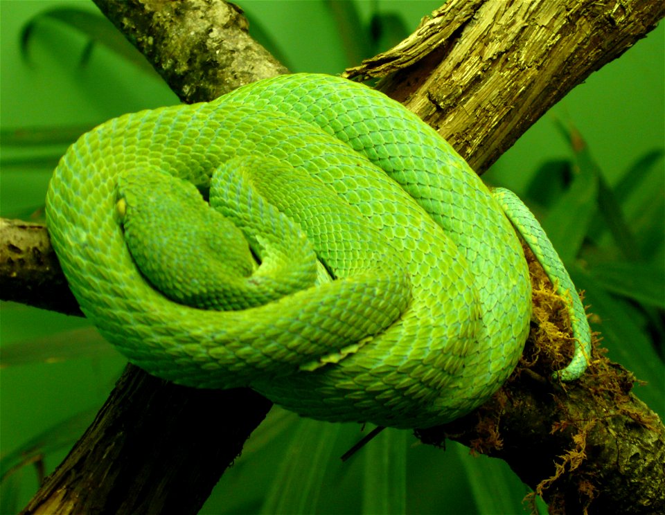 Side-striped palm-pitviper (Bothriechis lateralis)