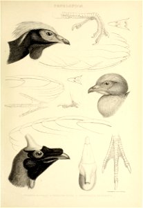 The genera of birds : comprising their generic characters, a notice of the habits of each genus, and an extensive list of species referred to their several genera /