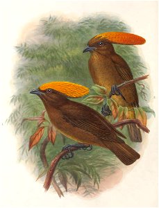 Amblyornis flavifrons & Amblyornis inornata - Monograph of the Paradiseidae, or Birds of Paradise, and Ptilonorhynchidae, or Bower-birds. v.2 (1891-1898).