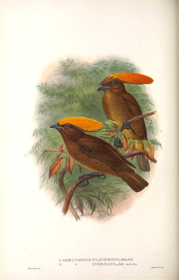 Amblyornis flavifrons & Amblyornis inornata - Monograph of the Paradiseidae, or Birds of Paradise, and Ptilonorhynchidae, or Bower-birds. v.2 (1891-1898).
