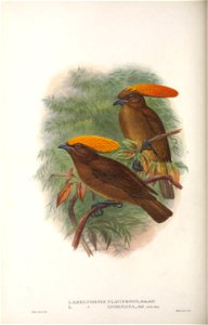 Amblyornis flavifrons & Amblyornis inornata - Monograph of the Paradiseidae, or Birds of Paradise, and Ptilonorhynchidae, or Bower-birds. v.2 (1891-1898).