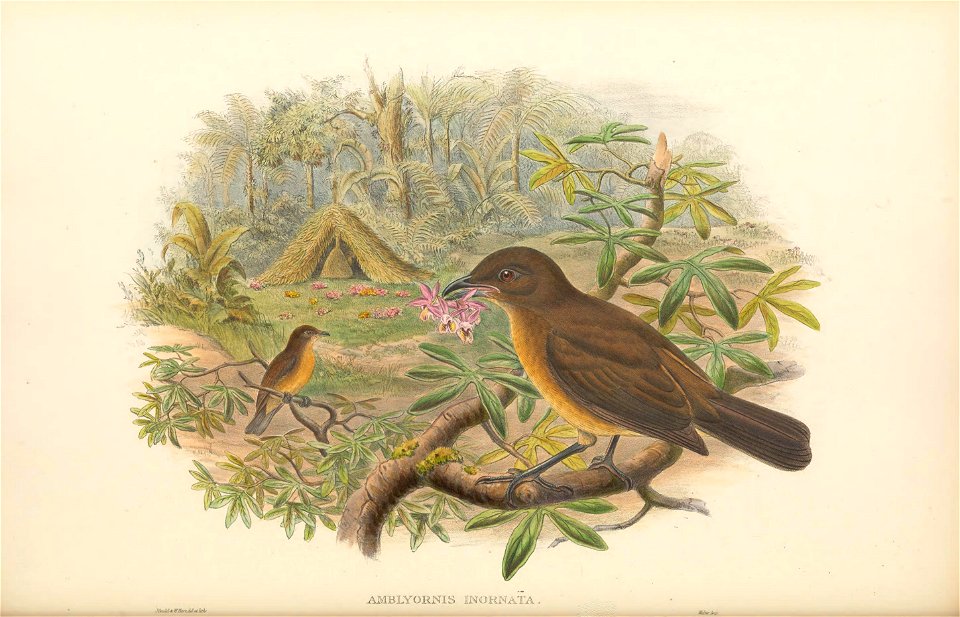 Amblyornis inornata - The birds of New Guinea and the adjacent Papuan islands : including many new species recently discovered in Australia. v.1 (Plate XLVI).