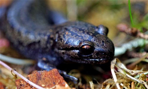 Pacific Giant Salamander (Dicamptodon ensatus) You are free to use this image with the following photo credit: Peter Pearsall/U.S. Fish and Wildlife Service photo