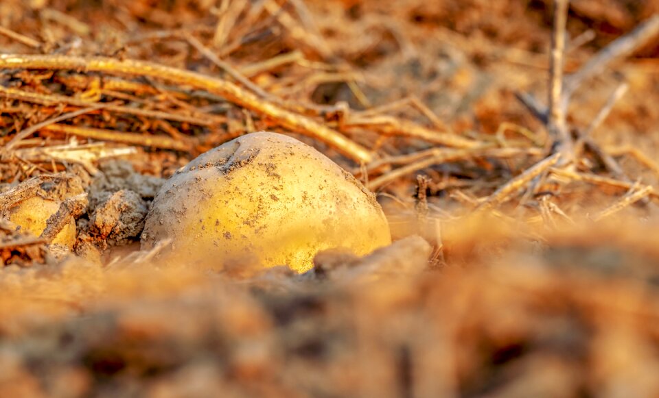 Field agriculture earth apple