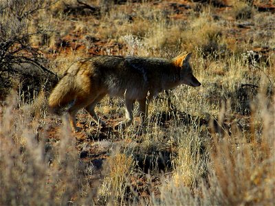 A coyote at Petrified Forest National Park, Arizona. photo