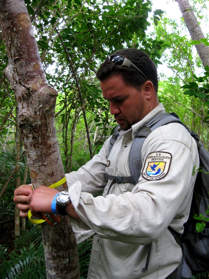 Biologist Jesús Rios measuring trees as part of a Hispaniolan Parrot (Amazona ventralis) habitat evaluation on Isla Saona, Dominican Republic.  Photo by Service Biologist, Tom White in December 2011.