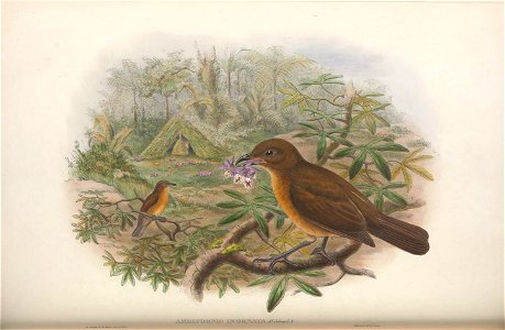 Amblyornis inornata - Monograph of the Paradiseidae, or Birds of Paradise, and Ptilonorhynchidae, or Bower-birds. v.2 (1891-1898).