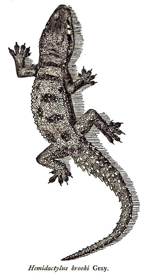 Hemidactylus brooki