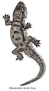 Hemidactylus brooki