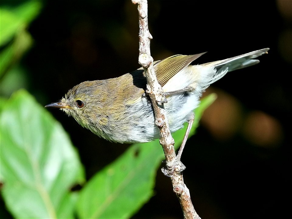 Grey warbler clinging to a twig in sunlight