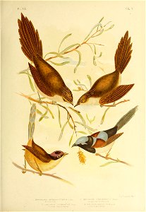 C.J. B.otNOws!.i Feci 
SPHENUR A BRACHVPTERA (Licht) £. SPHENURA LONGI R05TR I S (Could) 
Bristle- bird Long-billed Bristle-bird 
3. MALURUS CORONATUS (GouidJ 4. MALURUS AMABILIS (Could) 
Crowned Supe