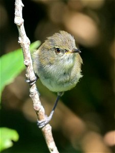 Grey warbler perched on a twig in sunlight