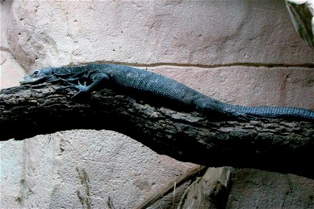 Varan noir de Beccari (Varanus beccarii), zoo d'Amnéville.