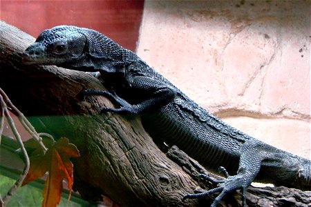 Varan noir de Beccari (Varanus beccarii), zoo d'Amnéville.