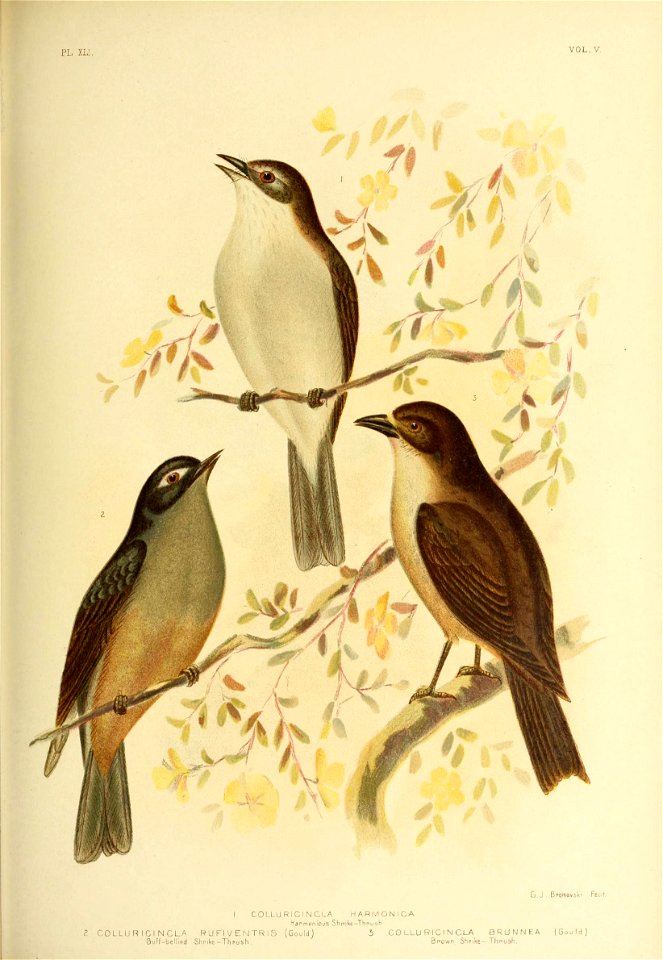 PL XLL 
VOL. V. 
G.J . Bpbinowski Fecif. 
COLLIJ R I CI N CLA 
BuFf-bellied 
I COLLURICI NCLA 
Harmonious S hr 
RUFIVENTRlS (Gould) 
Shpike-Thpush . 
HARM ON I CA 
ike— Thrush 
5 CO LLU RlCl N CLA 
Br