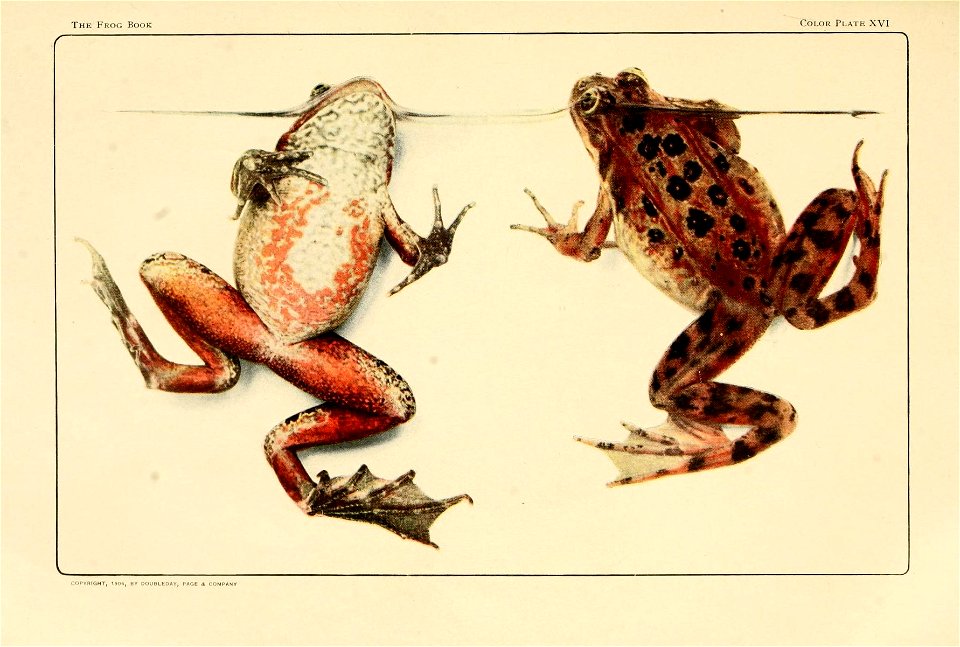THE WESTERN FROG [Rana pretiosa Bd. and Gird. Female. Seattle, Washington.] Photographed (in water) to show 
the coloring of the upper and under surfaces.