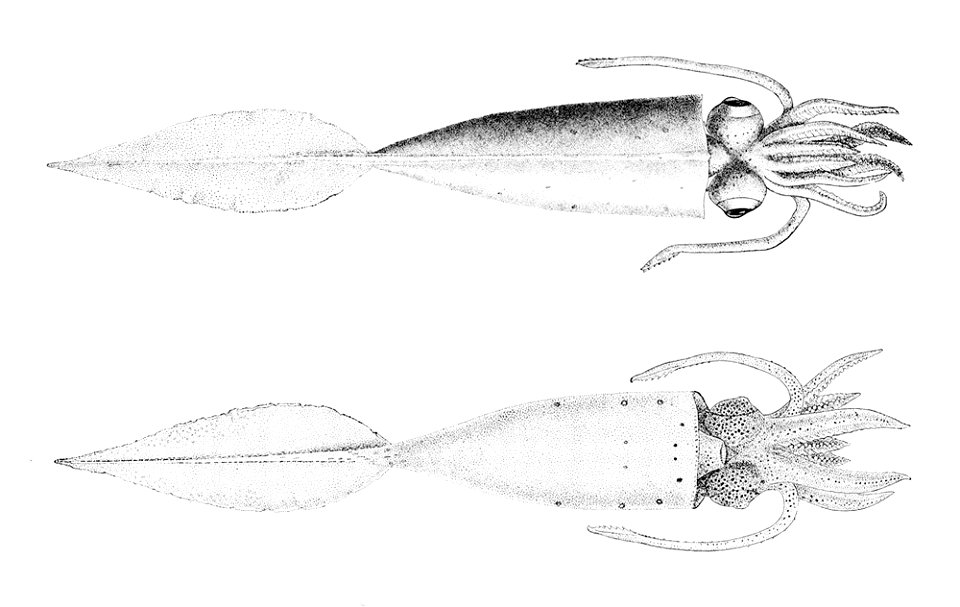 Galiteuthis phyllura