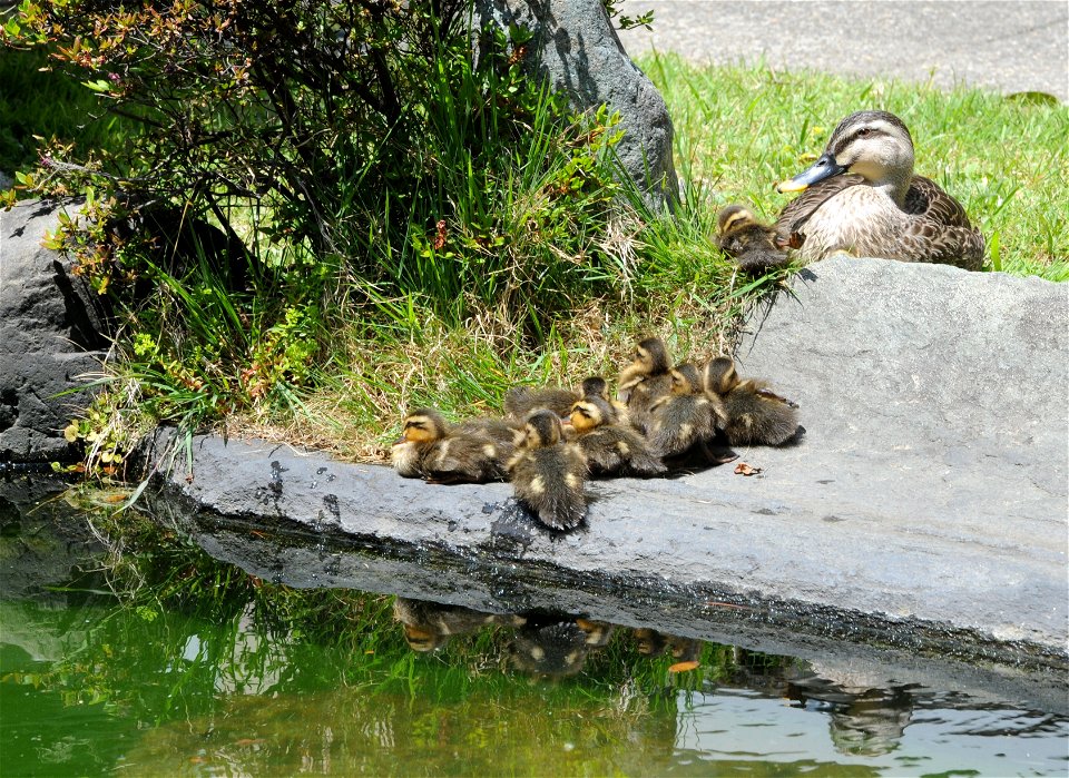 A hen and her brood rest at the courtyard pond.
Unit: U.S. Army Japan
DVIDS Tags: Camp Zama; turtles; ducks; USARJ; U.S. Army Japan; building 101; Headquarters building 101