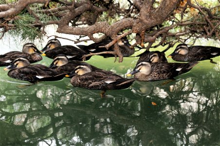 The ducks rest under a pine tree.
Unit: U.S. Army Japan