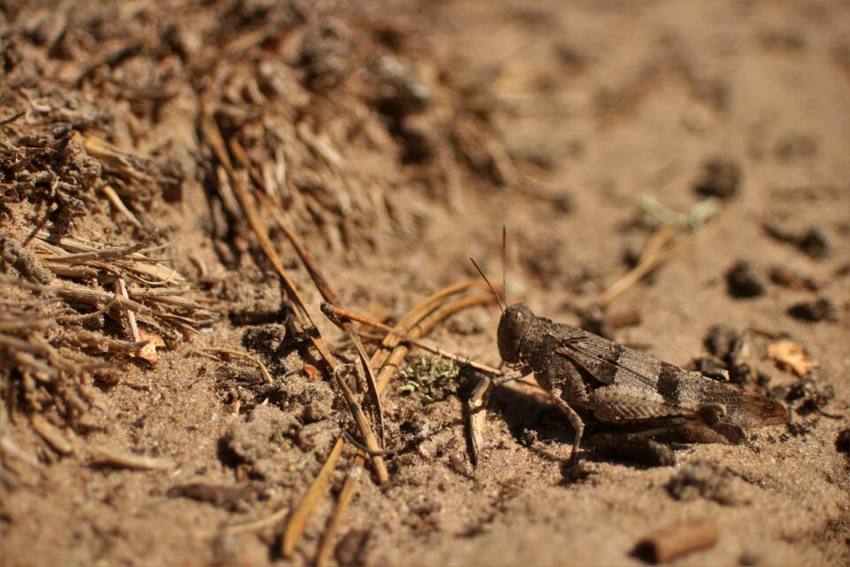 Forest nature sand