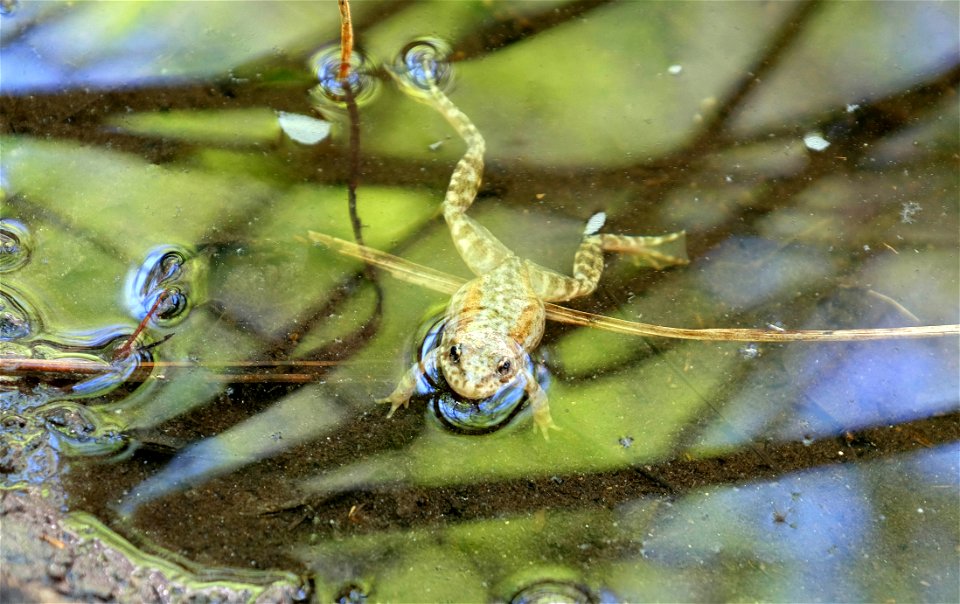 The mountain yellow-legged frog (Rana mucosa) has had a long road from being declared nearly extinct to producing more than two thousand tadpoles in 2015.  

More frogs were released into the wild las