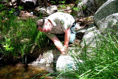 The mountain yellow-legged frog (Rana mucosa) has had a long road from being declared nearly extinct to producing more than two thousand tadpoles in 2015.  

More frogs were released into the wild las