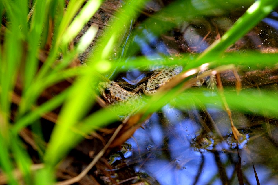 The mountain yellow-legged frog (Rana mucosa) has had a long road from being declared nearly extinct to producing more than two thousand tadpoles in 2015.  

More frogs were released into the wild las