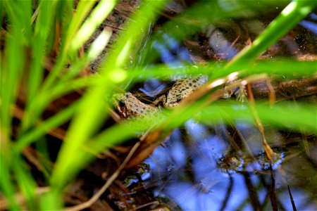 The mountain yellow-legged frog (Rana mucosa) has had a long road from being declared nearly extinct to producing more than two thousand tadpoles in 2015.  

More frogs were released into the wild las