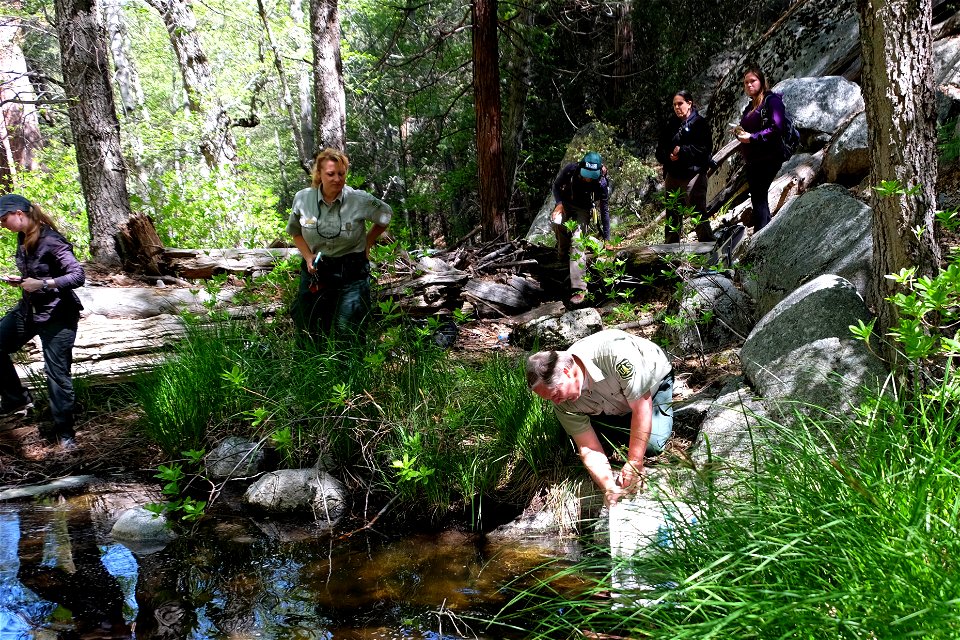 The mountain yellow-legged frog (Rana mucosa) has had a long road from being declared nearly extinct to producing more than two thousand tadpoles in 2015.  

More frogs were released into the wild las