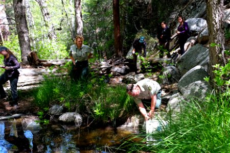 The mountain yellow-legged frog (Rana mucosa) has had a long road from being declared nearly extinct to producing more than two thousand tadpoles in 2015.  

More frogs were released into the wild las
