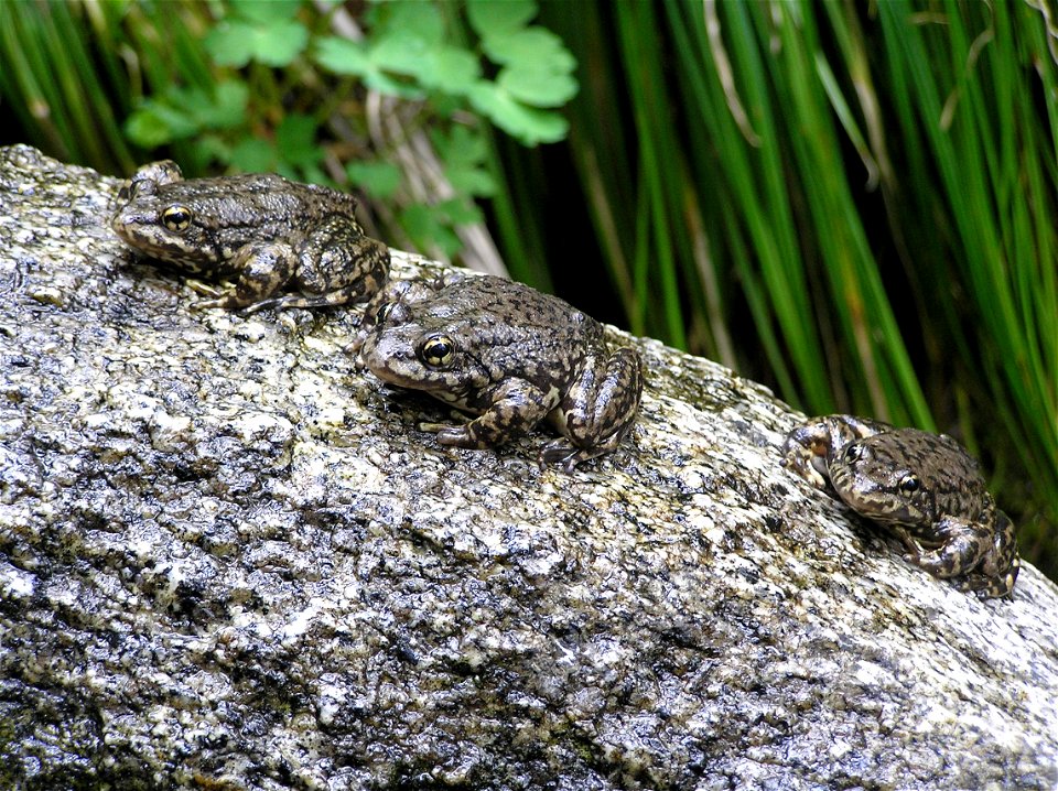 Mountain Yellow-Legged Frog in San Jacinto area of San Bernardino National Forest.
Protected Status: The mountain yellow-legged frog was federally listed as Endangered (Southern California Distinct Ve