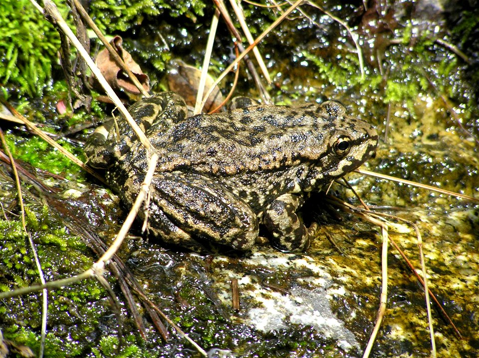 Mountain Yellow-Legged Frog in San Jacinto area of San Bernardino National Forest.
Protected Status: The mountain yellow-legged frog was federally listed as Endangered (Southern California Distinct Ve