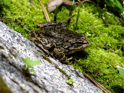 Mountain Yellow-Legged Frog in San Jacinto area of San Bernardino National Forest.
Protected Status: The mountain yellow-legged frog was federally listed as Endangered (Southern California Distinct Ve