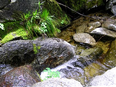 Mountain Yellow-Legged Frog in San Jacinto area of San Bernardino National Forest.
Protected Status: The mountain yellow-legged frog was federally listed as Endangered (Southern California Distinct Ve