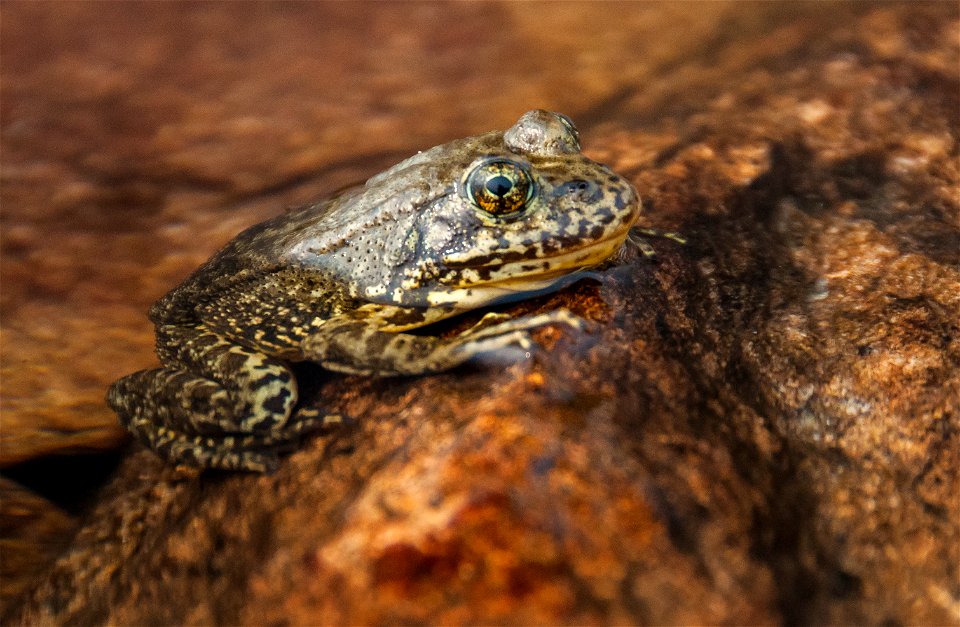 Mountain yellow-legged frog. The Northern Distinct Population Segment of the mountain yellow-legged frog was listed as endangered in 2014. More than 90% of the population has disappeared.