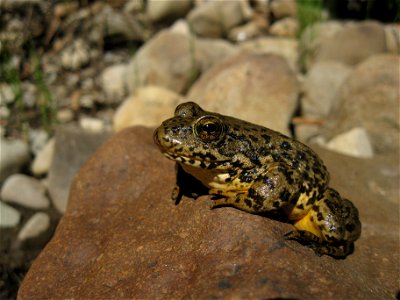 Yellow-Legged_Frog_on_the_Stanislaus photo