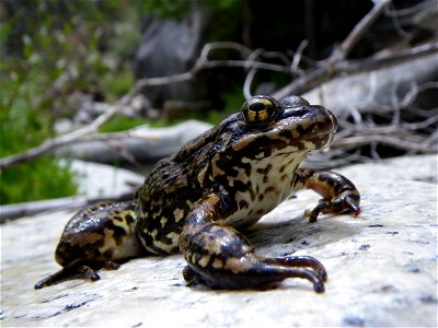 Since 2010, scientists at the various agencies including the USGS and FWS have worked to reintroduce an endangered frog species, the Yellow-Legged Frog, back into it's native habitat in Southern Calif photo