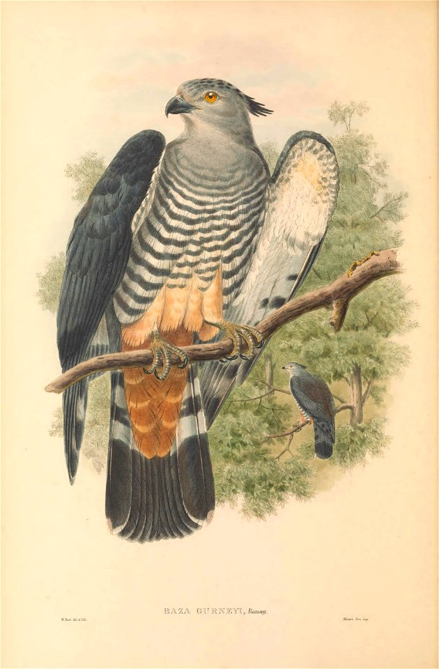 Baza gurneyi = Aviceda subcristata gurneyi - The birds of New Guinea and the adjacent Papuan islands : including many new species recently discovered in Australia. v.1 (Plate IV).