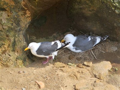 Larus schistisagus pair at nest, Niikappu, Hokkaido, Japan; May 2010.