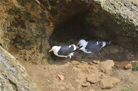 Larus schistisagus pair, May 2010, Niikappu, Hokkaido, Japan.