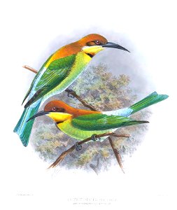 Melittophagus quinticolor
