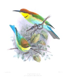 Melittophagus leschenaulti