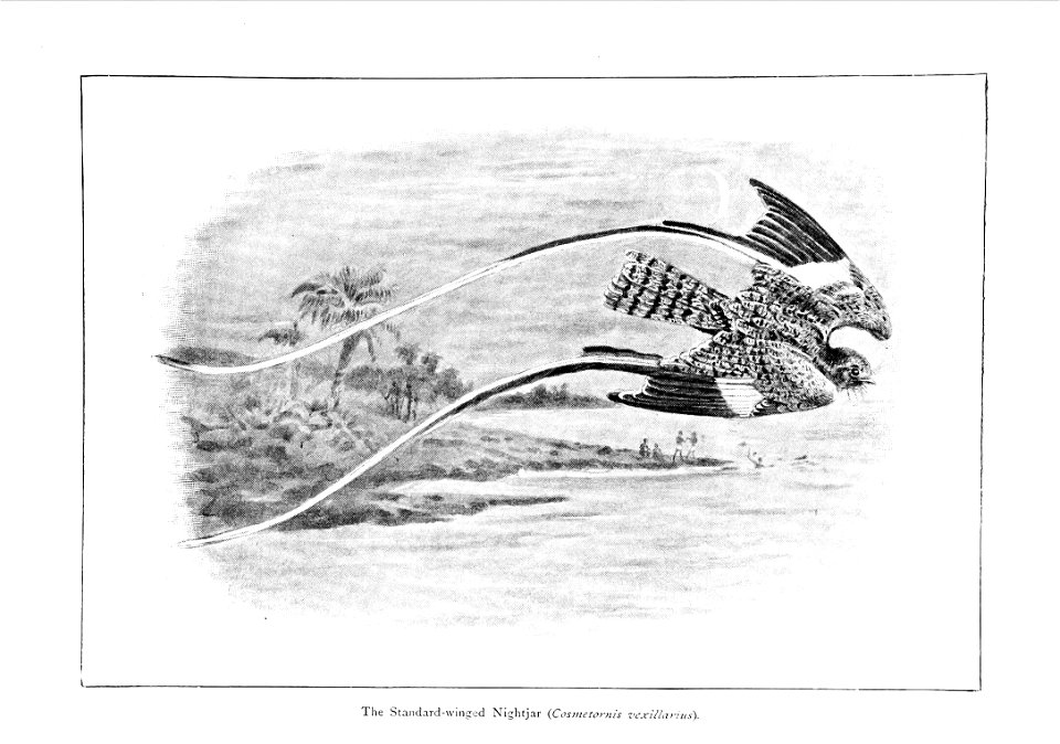 An illustration of the Standard-winged Nightjar (Cosmetornis vexillarius) drawn by Alfred Thomas Elwes from the book Wonders of the bird world written by Richard Bowdler Sharpe