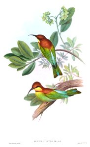 Merops quinticolor = Merops leschenaulti
