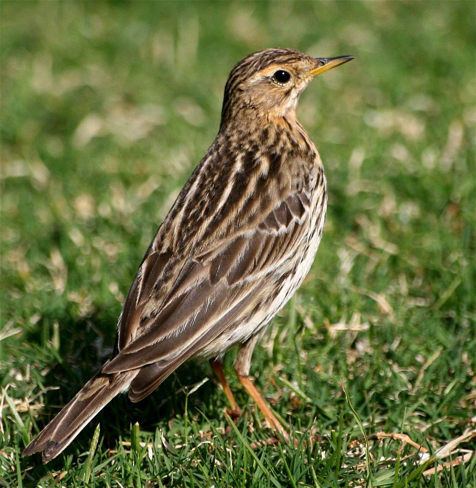 Anthus cervinus Świergotek rdzawogardły sfotografowany nad brzegiem Zatoki Sueskiej w styczniu 2009 r.